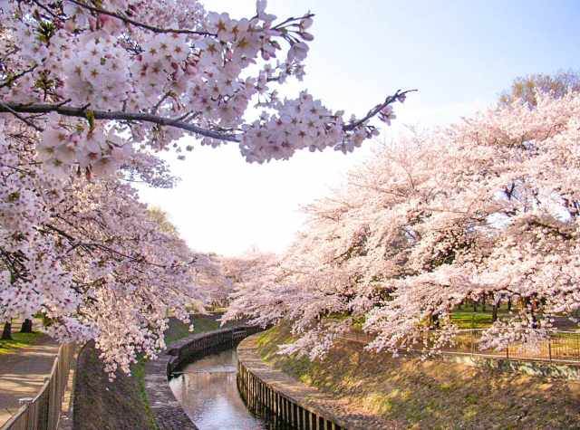 高円寺 杉並 周辺のお花見おすすめスポット
