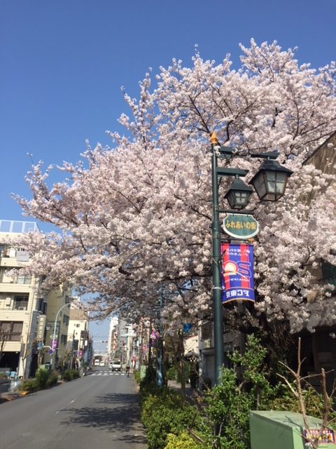 高円寺 杉並 周辺のお花見おすすめスポット